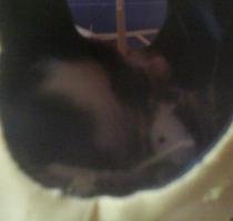 DSC00240.jpg 1 kleiner.JPG