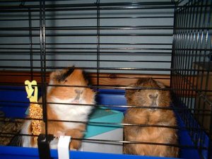 willy und zottel.jpg