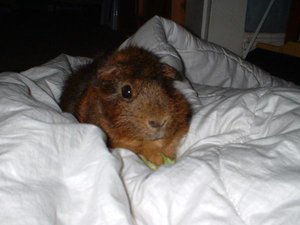 zottel fÃ¼r forum.jpg