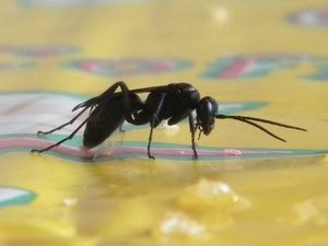 -sardinien 2009 117.JPG