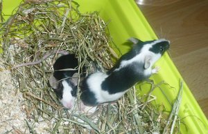 Der Dachs & das WÃ¶lfchen.jpg