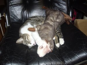 Lilly & Frettchen 2.jpg