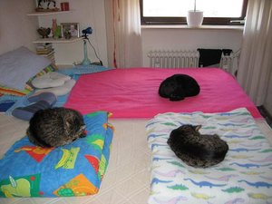 alle drei zusammen.jpg