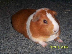 Bild 008-11_(1024_x_768).jpg