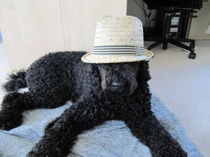 Twister mit Hut, klein.jpg