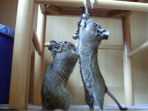 Degu (8).jpg
