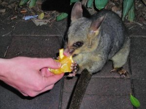 Australien 2003..jpg