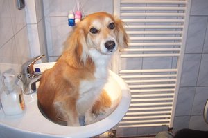 Daisy im Waschbecken  4.JPG