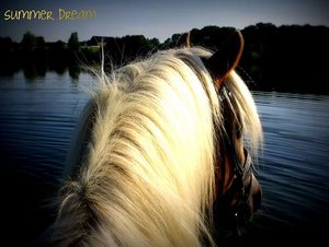 Summer dream - Kopie.jpg