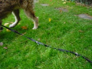 Baum missglÃ¼ckt2.jpg