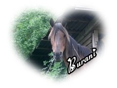 Banner Burani Herz.jpg