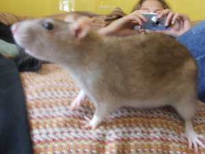 Tiere Juli 09 167.jpg