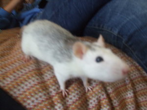 Tiere Juli 09 124.jpg