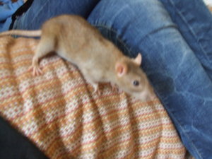 Tiere Juli 09 119.jpg
