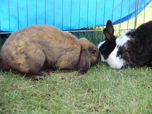 P7230052 (Large).JPG