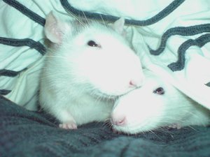 Mausi Hobbit 01_1024x768.JPG