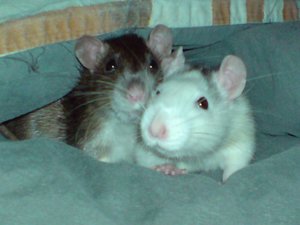 Hobbit Chipi_1024x768.JPG