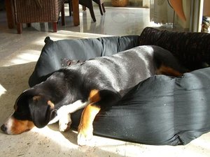 Ich will spielen.JPG