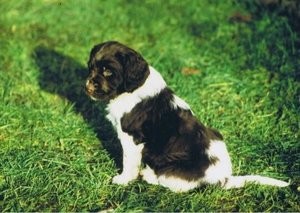 Der dicke BÃ¤r.jpg