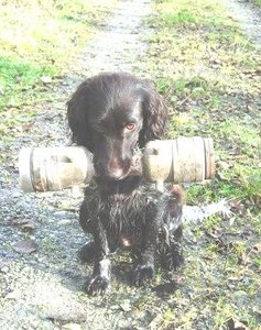 Rica beim Apport2.JPG