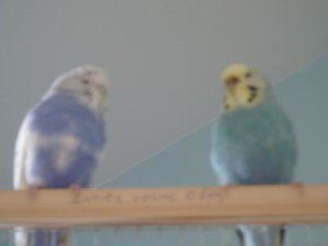 vÃ¶gelfliegen^^ 009.jpg