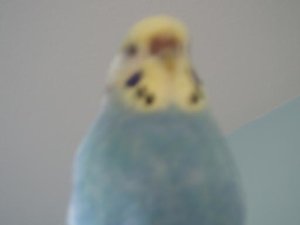 vÃ¶gelfliegen^^ 008.jpg