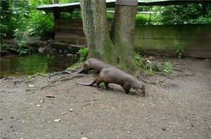otter.jpg