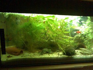 Mein Aquarium-Juni.jpg