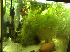 Mein Aquarium-Juni (1).jpg