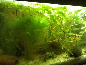 Mein Aquarium-Juni (2).jpg