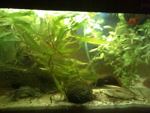 Mein Aquarium-Juni (3).jpg