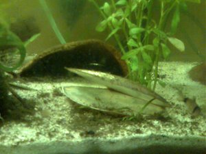 Mein Aquarium-Juni (4).jpg