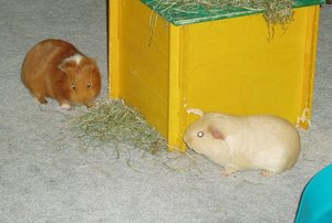 Tyler + Moritz 10.JPG