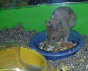 sunny beim fressen.JPG