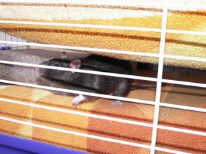 GrÃ¶ÃŸenÃ¤nderung PICT2905.JPG