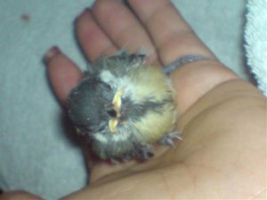 tim und vogel 099.jpg