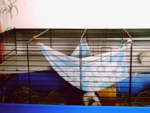 Meerschweinchen 001.jpg Meerschweinchen 001.jpg