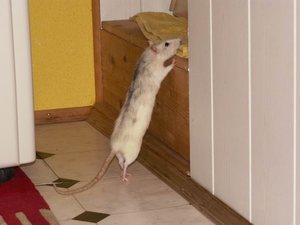 GrÃ¶ÃŸenÃ¤nderung PICT3216.JPG