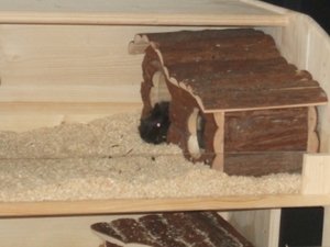 Meeri Bilder 001.jpg