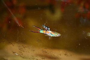 guppy.jpg