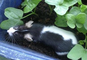 Milky (1).JPG Milky (1).JPG