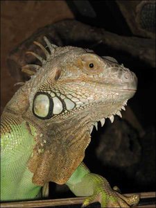 leguan02_212.jpg