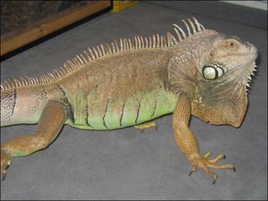 leguan04_104.jpg