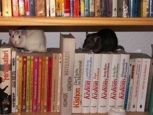 GrÃ¶ÃŸenÃ¤nderung PICT3429.JPG