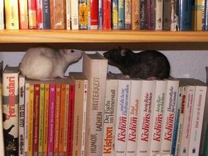 GrÃ¶ÃŸenÃ¤nderung PICT3433.JPG