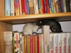 GrÃ¶ÃŸenÃ¤nderung PICT3456.JPG