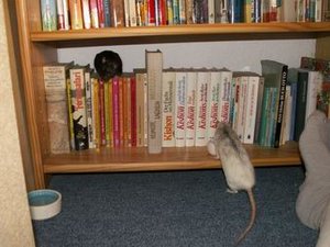 GrÃ¶ÃŸenÃ¤nderung PICT3467.JPG