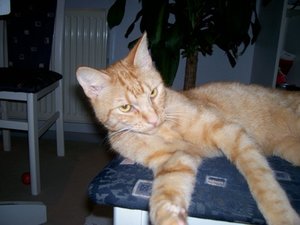 Kopie von 100_0772.JPG