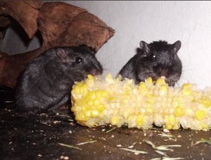 specki& nicht-specki.JPG