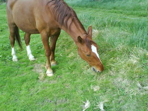 winnie ildss 012.jpg